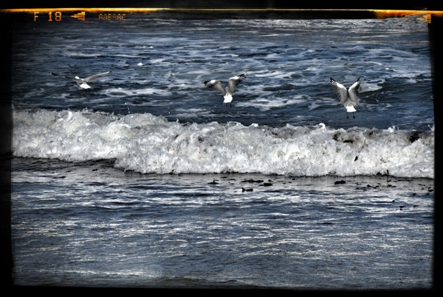 Image for Gulls